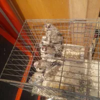 دوعددسهره یکی نرویگی بچه سهره باهم جفتی۱۲۰۰۰۰۰۰|پرنده|تبریز, |دیوار