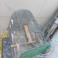 قفس سهره