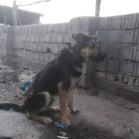 سگ گرگی|سگ|گرگان, |دیوار