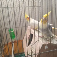 دوعددطوطیعروس|پرنده|رشت, شهرک صبا|دیوار