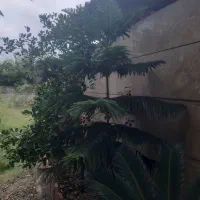 درخت مطبق ۲متری زیبا|گل و گیاه طبیعی|بابل, |دیوار