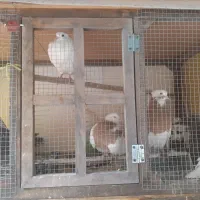 کبوتر فروشی