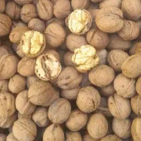 گردو