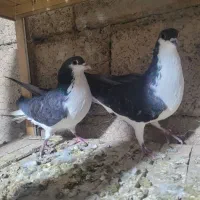 کبوتر دمگیر سیاه پشت