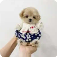 حیوان خانگی