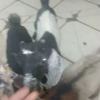 فروش 15راس کهره شیری