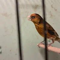 سهره قناری|پرنده|فیروزکوه, |دیوار