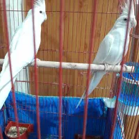 عروس هلندی آلبینو|پرنده|زیباشهر, |دیوار