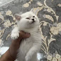 گربه بریتیش کالر پوینت ماده|گربه|مشهد, احمدآباد|دیوار