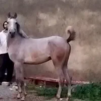 نریان نیله سرخ