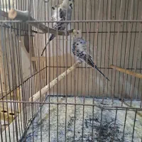 مرغ عشق پروانه ای