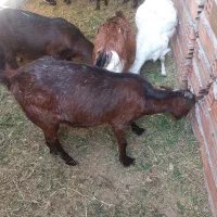 سلام یک عدد بز دوقلو زاه فروشی|حیوانات مزرعه|گنبکی, |دیوار