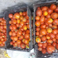 گوجه ربی فیروز اباد