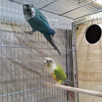 تعدادی جفت گرینچیک اناناسی و یلوساید کار داده|پرنده|مشهد, فاطمیه|دیوار