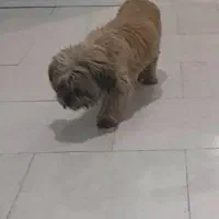 واگذاری شیتزو