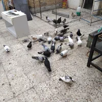 کبوتر|پرنده|خرمشهر, |دیوار