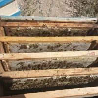 عسل طبیعی از کوه های سبلان ‌