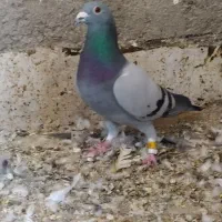 کبوتر  عتیقه جوجه و بزرگ