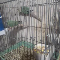 گرینچیک رنگ خاص