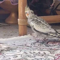 عروس هلندی|پرنده|شیراز, شهرک کوشکک|دیوار