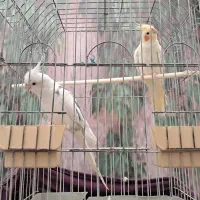 پرنده عروس هلندی