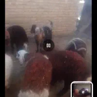 حیوانات مزرعه|حیوانات مزرعه|سلامی, |دیوار