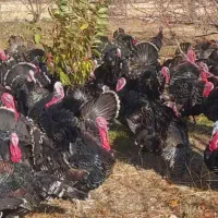 بوقلمو|حیوانات مزرعه|همدان, |دیوار