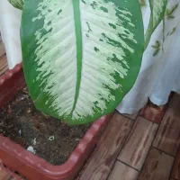 گل دیفن|گل و گیاه طبیعی|کازرون, |دیوار