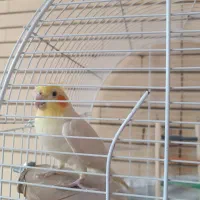 عروس هلندی نژاد لوتینو فروشی