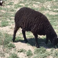 ۳تا بره نر سالم