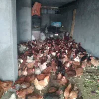 مرغ تخم گذار سالم