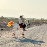 اسب نریون فوق العاده سر و دمگیر ب شرط میدون داری