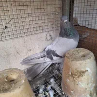 ماده خرقه نقره ای دمگیر