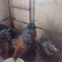 مرغ محلی و مرغ برهما.گلین وکوشین|حیوانات مزرعه|طرقبه, |دیوار