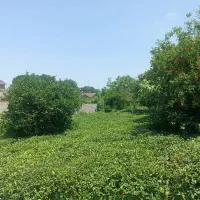 290متر-زمین-ویو-دار-در-لیالستان-پای-کوه