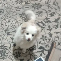 ۲تا سگ پاکوتاه خوشگل بانمک|سگ|شاهرود, |دیوار