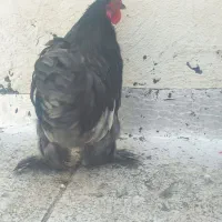 جوجه کوشین 5ماه رنگخاص