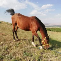 مادیون عرب مدرک دار با کره