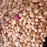 شلغم شیرین بلهرات نیشابور