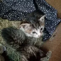 (( رایگان می باشد))