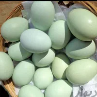 جوجه و تخم مرغ ایام سمانی و لاکندزی ضد سرطان