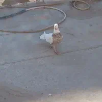 کبوتر ها فروشی|پرنده|ورامین, خیر آباد|دیوار