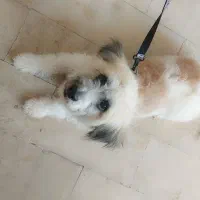 واگزاری سگ شیتزو|سگ|سلماس, |دیوار