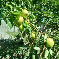 باغ-1030متر-بابک-ساعت-آب-مالکیتی-درعلیشاه