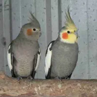 عروس ۴۰روزه