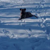 سگ سرابی|سگ|مشگین شهر, |دیوار