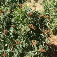 نهال سماق تضمینی با باردهی عالی