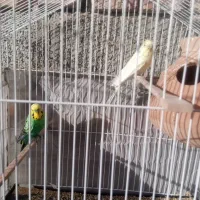 مرغ عشق فروشی