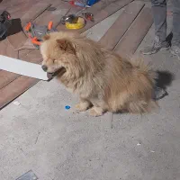 چاوچاو
