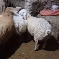 بره نر اندام درست واسه قوچ|حیوانات مزرعه|شیروان (خراسان), |دیوار